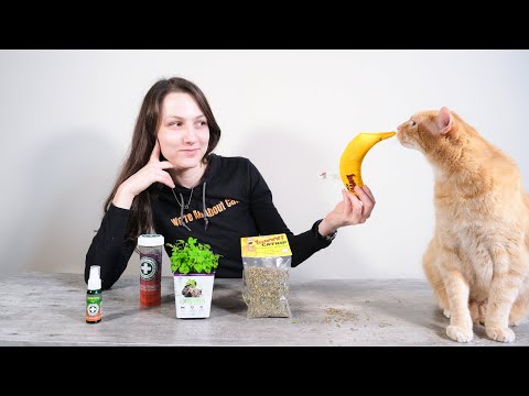 Top 5 Best Catnip Products (We Tried Them All)