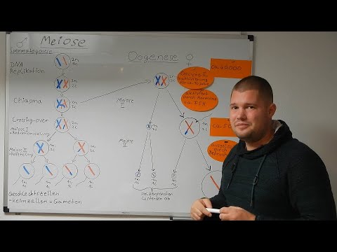Meiose | Spermatogenese & Oogenese | Entstehung der Keimzellen = Geschlechtszellen = Gameten