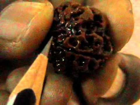 Round 1 mukhi rudraksha