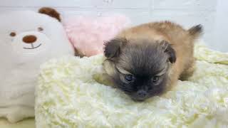 ハーフ犬の動画01