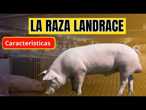 , title : 'Conoce la raza de cerdo Landrace, Características y ventajas de esta raza porcina'