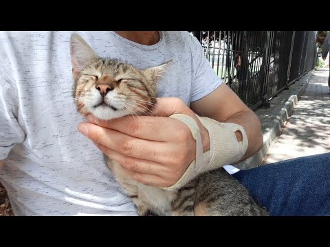 Sweet stray cat who likes to sit in my lap. (Cıte cat videos)