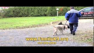 preview picture of video 'Can you spot the aggressive dog?  Family K9 Dog Training'