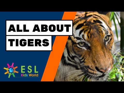 🐯All About Tigers for Children | Facts About Tigers for Kids