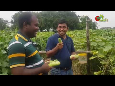 শসা(Cucumber) - এক বিঘায় ৩ মাসে ১ লাখ টাকা লাভ-কুয়েত ফেরত কৃষক রানার সাফল্য