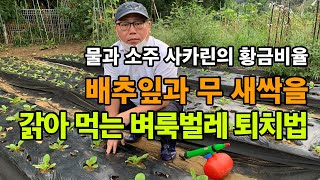배추잎과 무 새싹을 갉아 먹는 벼룩벌레 퇴치법 #1 / 무농약 벼룩벌레 잡기 민간요법 / 유기농 벌레 퇴치 …