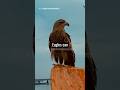 4 Lessons To Learn From An Eagle Inspirational Quotes Shorts Shortsvideo Motivation