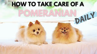 How To Take Care Of A Pomeranian Daily | Ultimate New Pom Owner