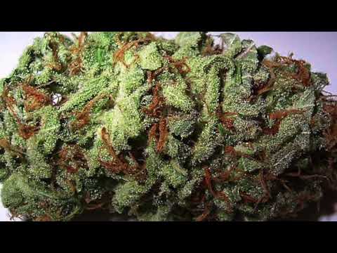 Kral Samanu - Skéro, Creatin feat. Leonidas, Lil Ginger