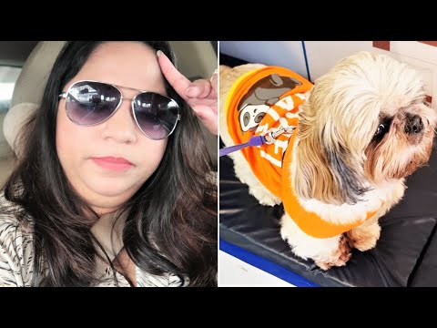 Flurry got chased by another dog | She was very SCARED!! Video