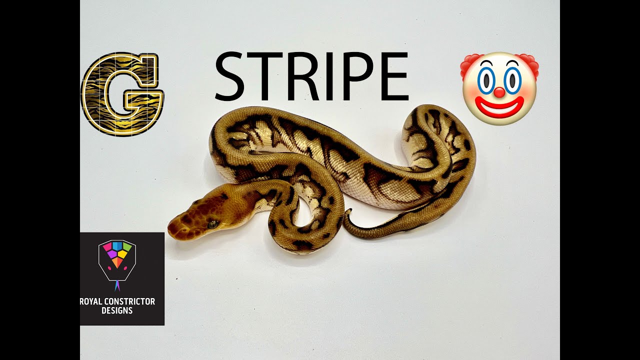 G-Stripe! This is a morph you need to know everything about.