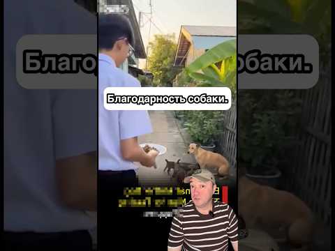 Благодарность собаки.