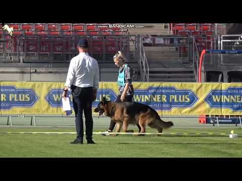 VA3 Uvo dell'Alto Ofanto ||#bszs2023 #nuremberg  #germanshepherd #worldchampionship #worldchampion |