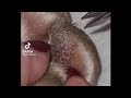Impacted hair follicles on dog paw removal😖🤪 credits:@gaintpaws Satisfying ASMR video😵 #fypシ #viral