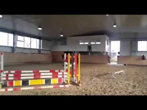 Gimona Stute 5-jährig von Van Gogh