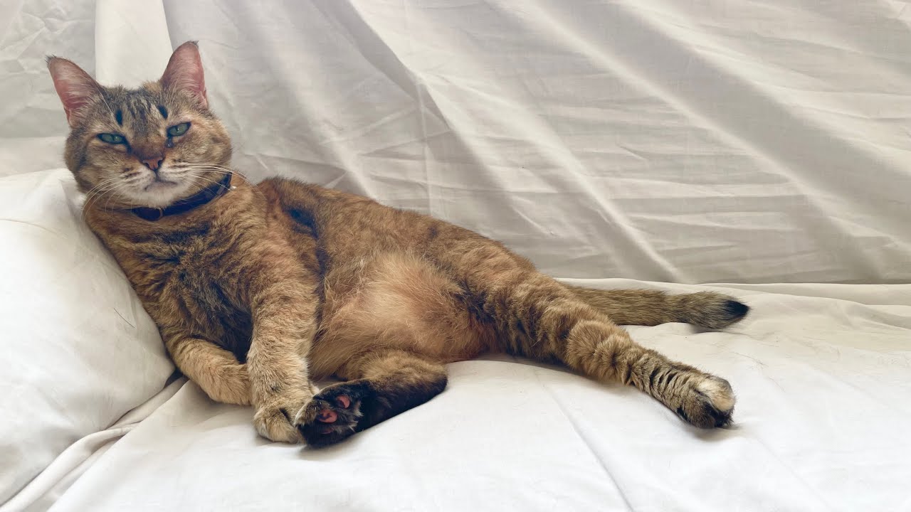 あれが始まった…