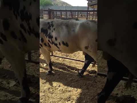 Toretes normando inicia engorde en corral