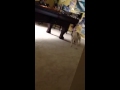 Dog Runs 1 000 000 Mph