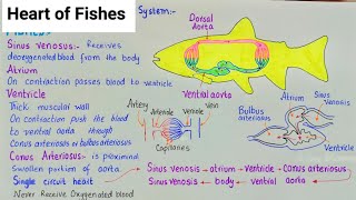 Heart of Fishes | circulatory system in fishes | Fishes heart