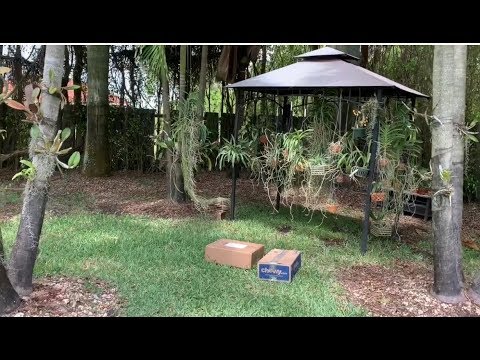 Orchid Unboxing and Haul, Got Orchids From Michael, WOW!!