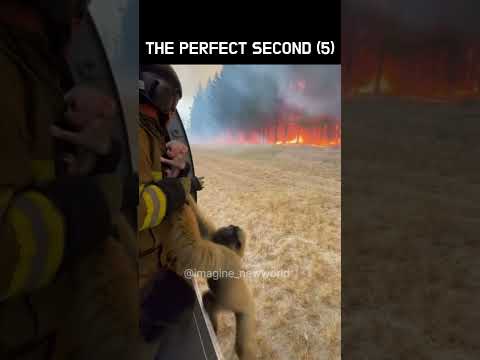 Heartwarming Human Hero Moments That Feel Like a Miracle (5)