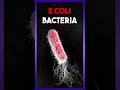 Escherichia Coli Bacteria