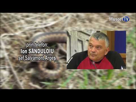 Jurnal MUSCEL TV  12.07.2022 Mușcături de viperă – recomandări