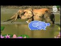 Baby Tv The Amazing World Elephants