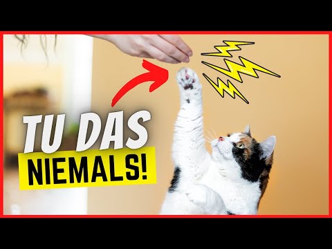 3 serious mistakes that will completely ruin your cat!