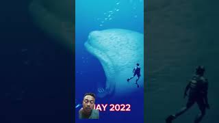 Download lagu penampakan ikan terbesar di dunia?!! #shark #edit #jedagjedug #alightmotion #evolution mp3