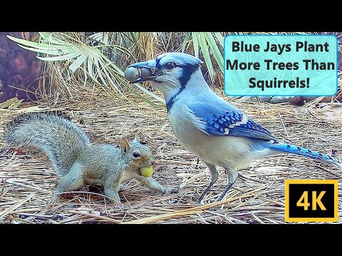 Blue Jays Plant More Trees Than Squirrels