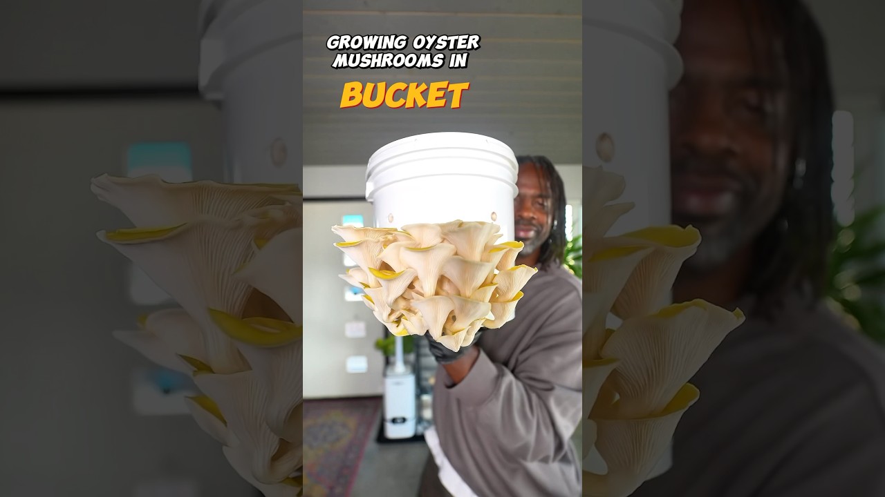 Growing Oyster Mushrooms at Home