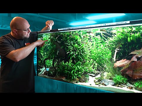 2 Jahre KONGO - AFRIKA AQUARIUM