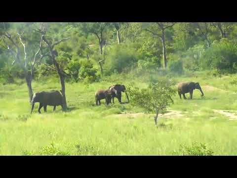 Djuma: Impala herd and small group of Elephants  - 15:37 - 02/24/19