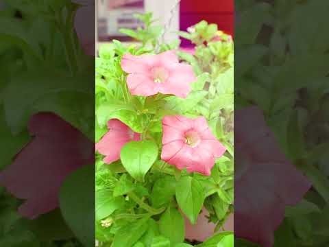 Viện Goethe - Nơi học tiếng Đức