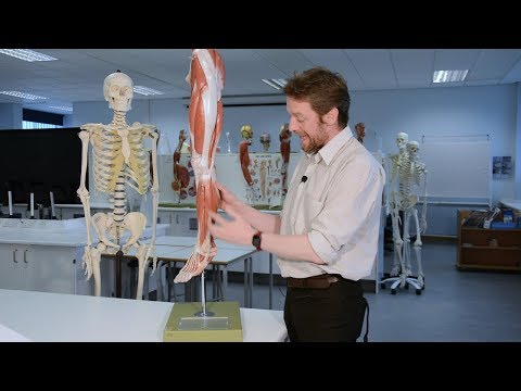 Anterior and lateral leg anatomy