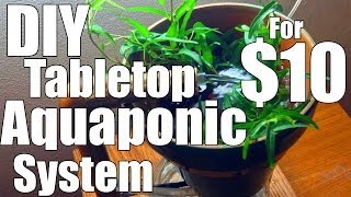 DIY Indoor Self-Sufficient Aquaponic Garden For $10!!!