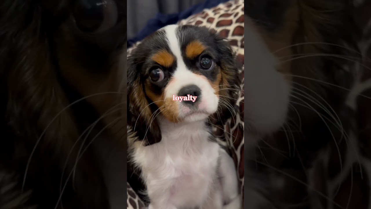 Cavalier King Charles Spaniel puppy love. #doglover #dog #puppy #funny #love #viral