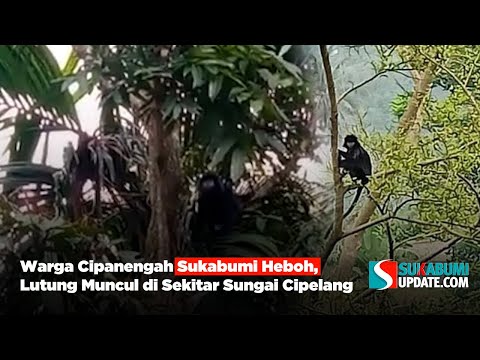 Warga Cipanengah Sukabumi Heboh, Lutung Muncul di Sekitar Sungai Cipelang