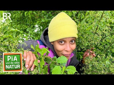 Ab in die Hecke! | Reportage für Kinder | Pia und die wilde Natur | BR