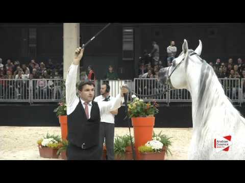 N 227 AJA JUSTIFIED Verona 2015 Hengste 7 bis 9 Jahre alt Klasse 11