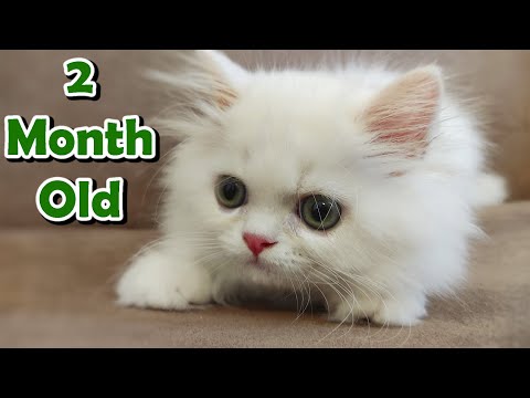 2 Month Old Kitten (Long Hair Persian Cat)
