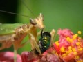 National Geographic Flower Mantis Español