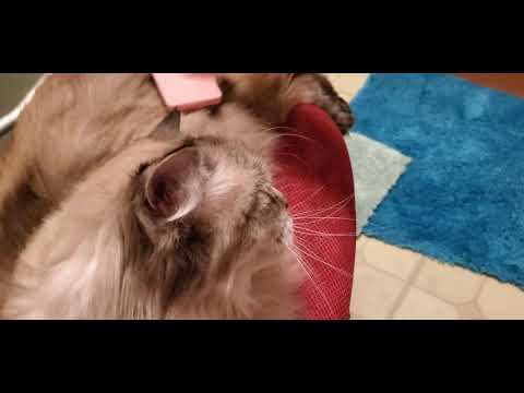 Meet Piper, my daughter's 4 year old pure bred Siberian cat