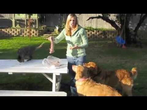 Feeding Primal Raw Turkey Necks to Dogs
