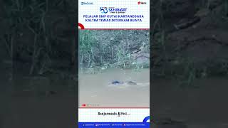 Download lagu Seram! Detik-detik Pelajar SMP Kutai Kartanegara Kaltim Tewas Diterkam Buaya saat Memancing Disungai mp3