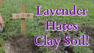 Tips for planting LAVENDER in clay soil