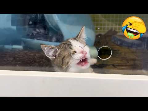 New Funniest Cats Videos 😼Try Not To Laugh😜Daily Serving of Internet Cats Part 18