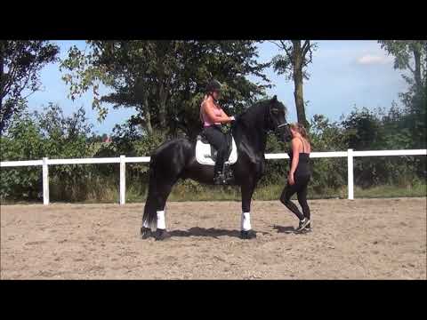 Stal Okkema's Sjimmie v. Thorben x Erik Stallion of 2013