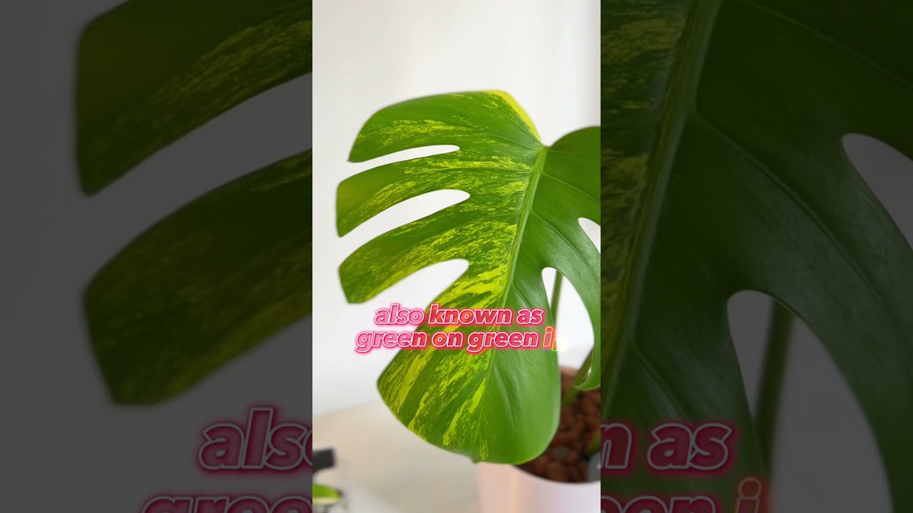 Different Versions of Variegated Monstera deliciosa